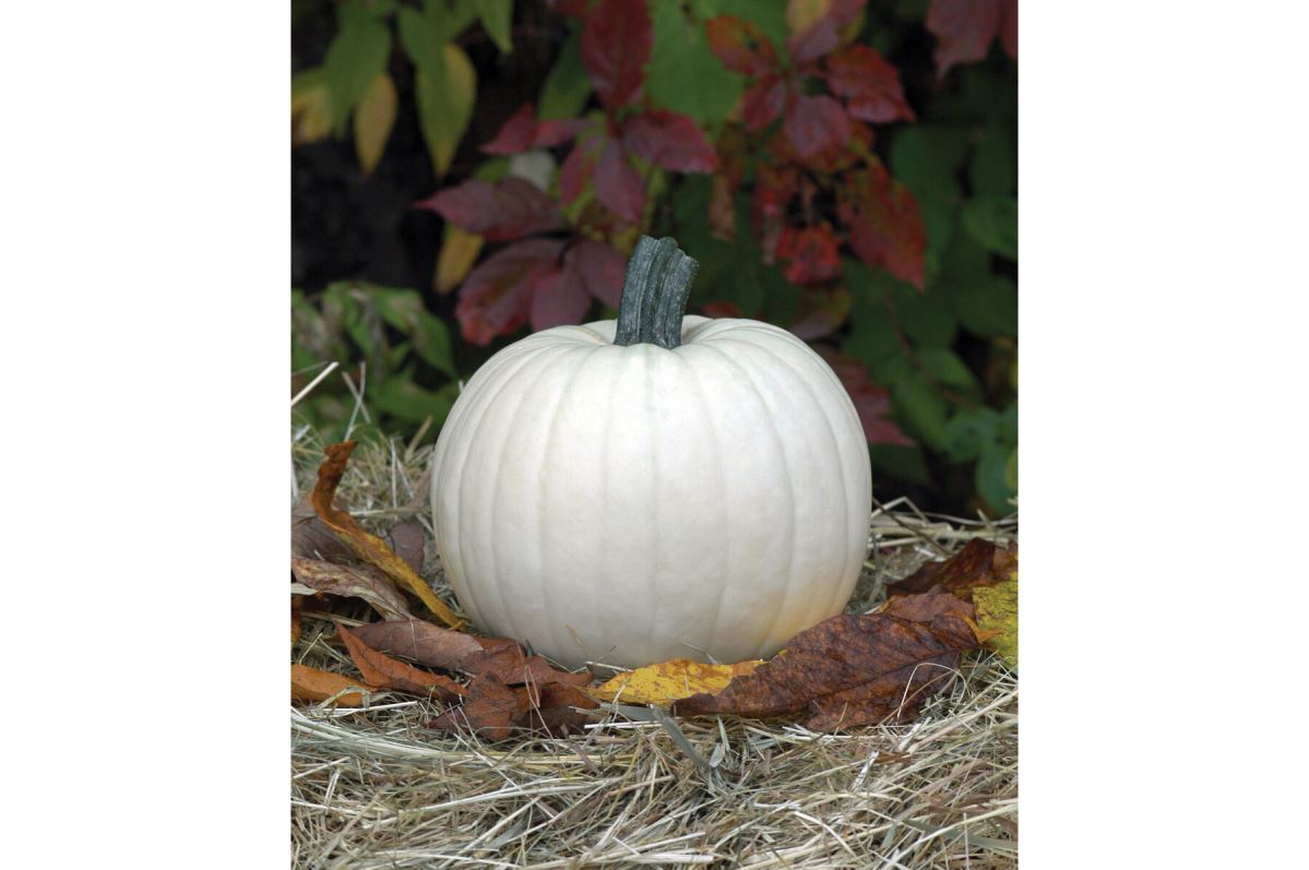 Moonshine – Pumpkin Seed